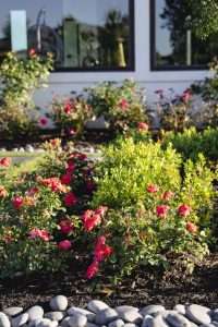 landscape design near me Cypress, TX