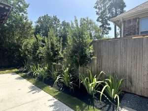 privacy trees Tomball, TX